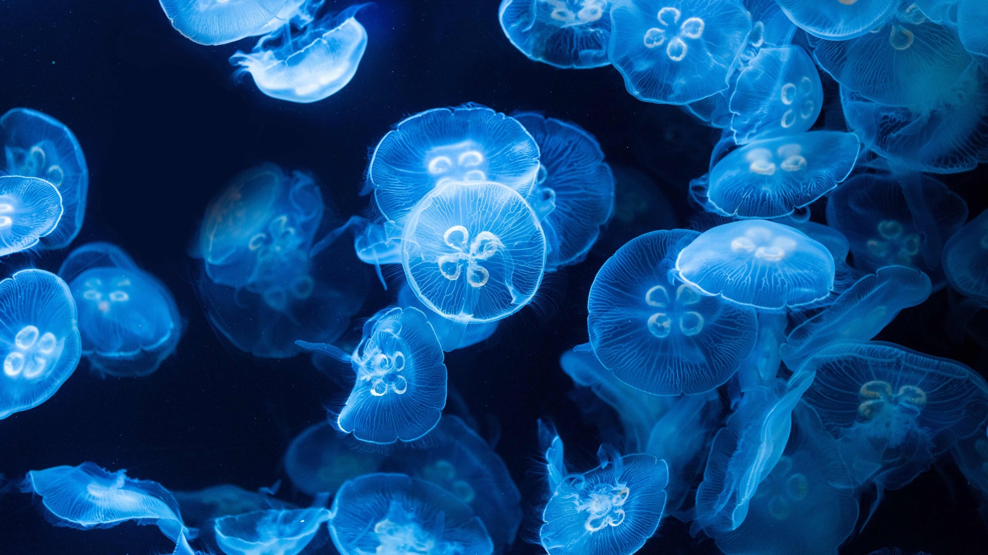 LOOK DEEPER: WHAT SAILORS CAN DO FOR HEALTHY OCEANS