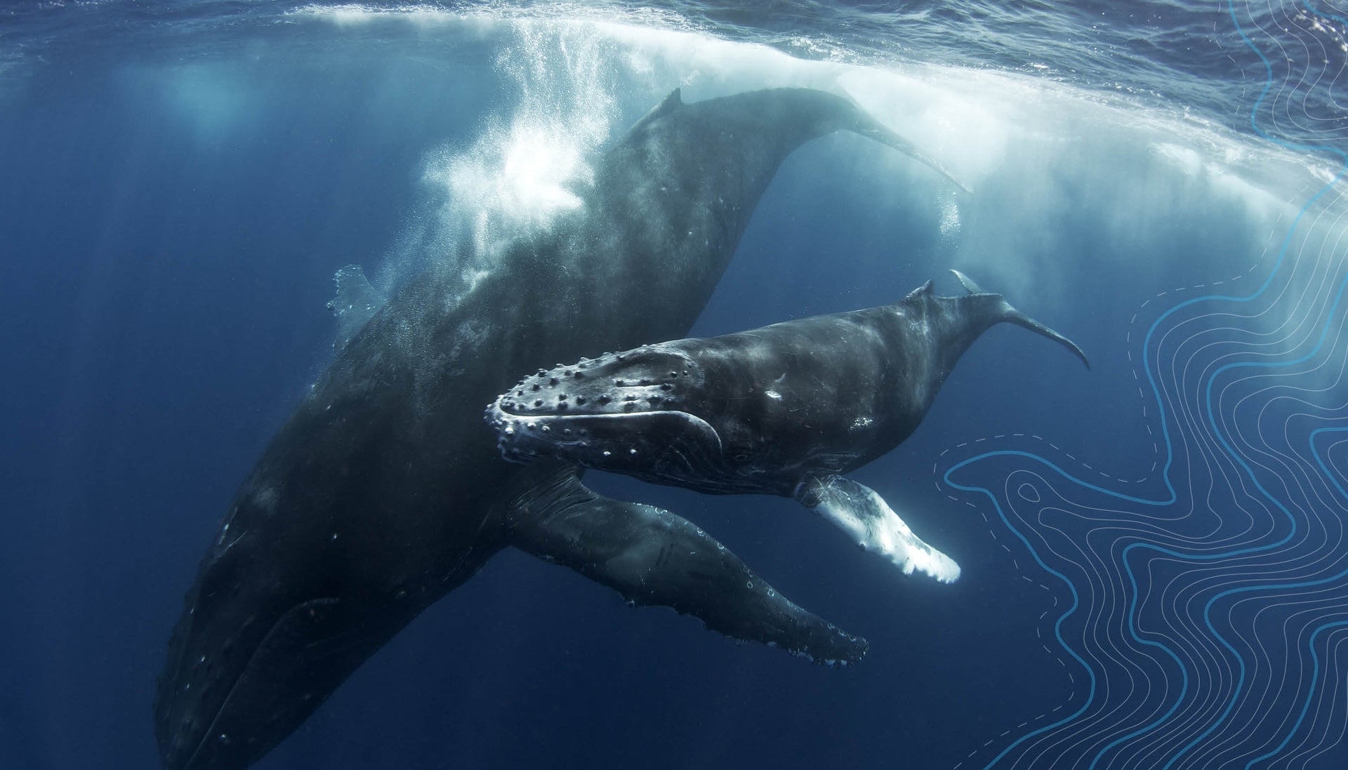 WORLD OCEANS DAY: SAVE THE WHALES