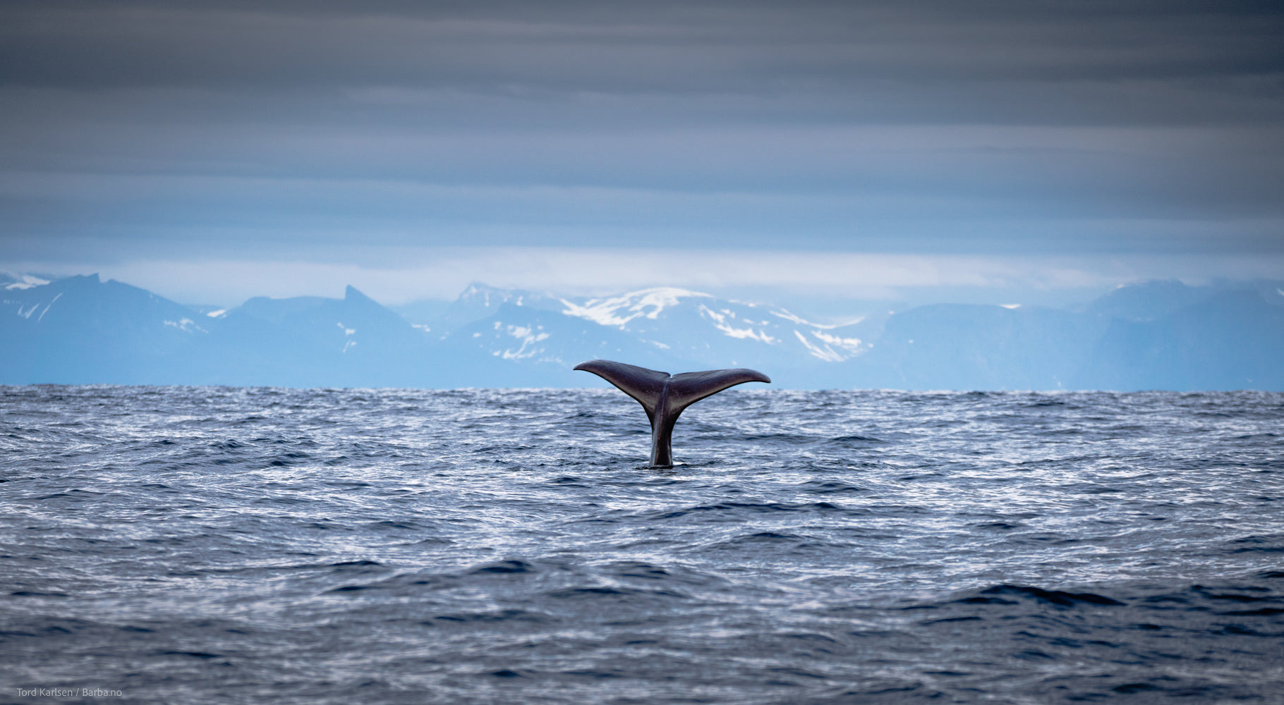 HOW SAILORS ARE HELPING TO SAVE THE WHALES